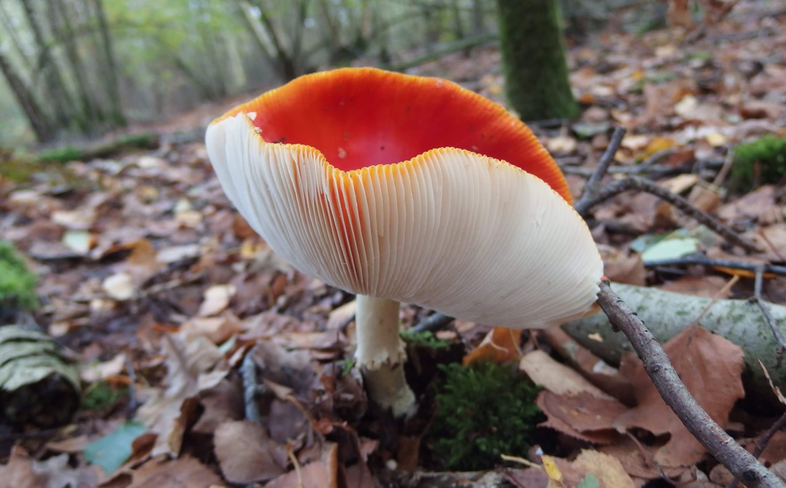 Vier Jaargetijden – Herfst 2026